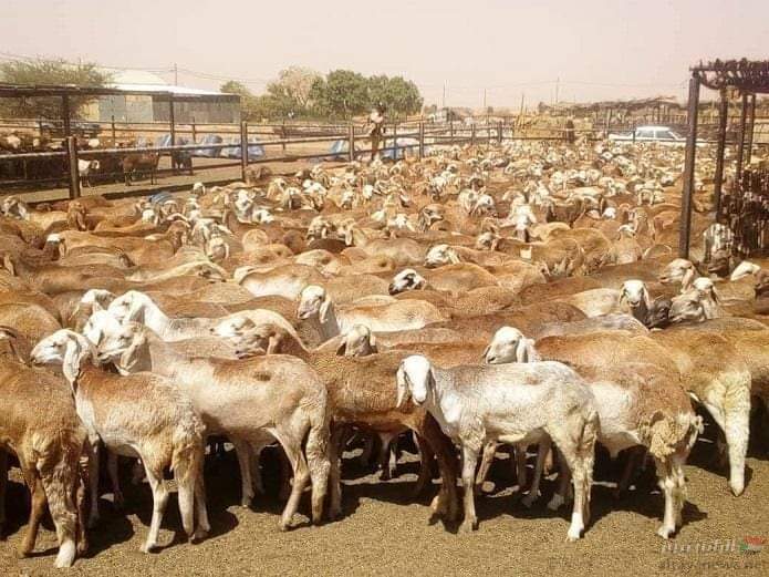 الثروة الحيوانية- الضأن السوداني